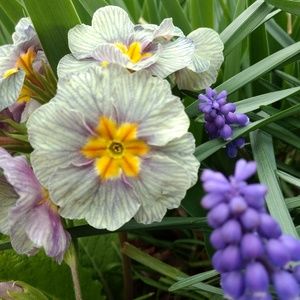 Meet your Posher, Brenda